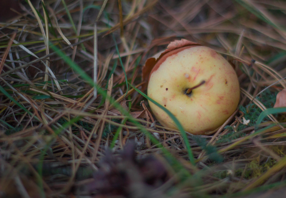 Осеннее яблочко - Александра Сучкова