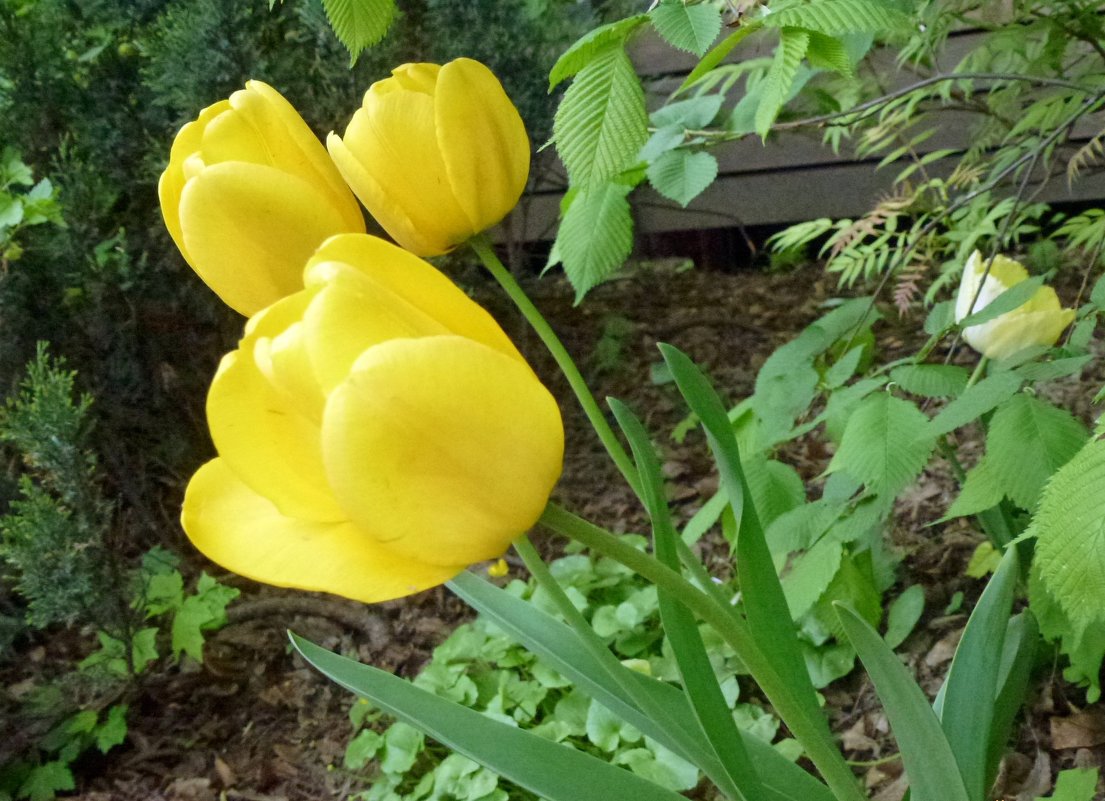 Жёлтые тюльпаны - Наталья (Nattina) ...