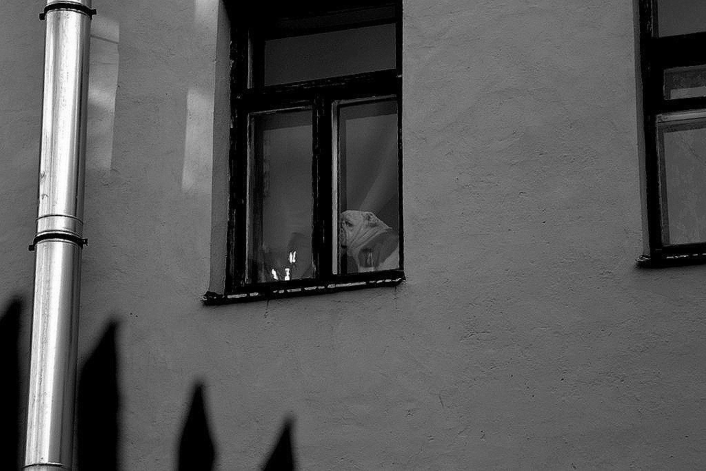 В окне дома на Рубинштейна - Елена Разумилова