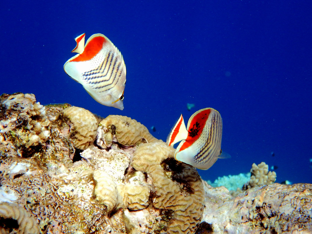 Chaetodon paucifasciatus - Crown butterflyfish - Красноспинная рыба-бабочка (Египет, Красное море) - Владимир 
