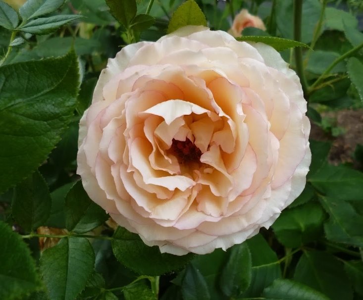 цветок розы Jalitah - lenrouz 