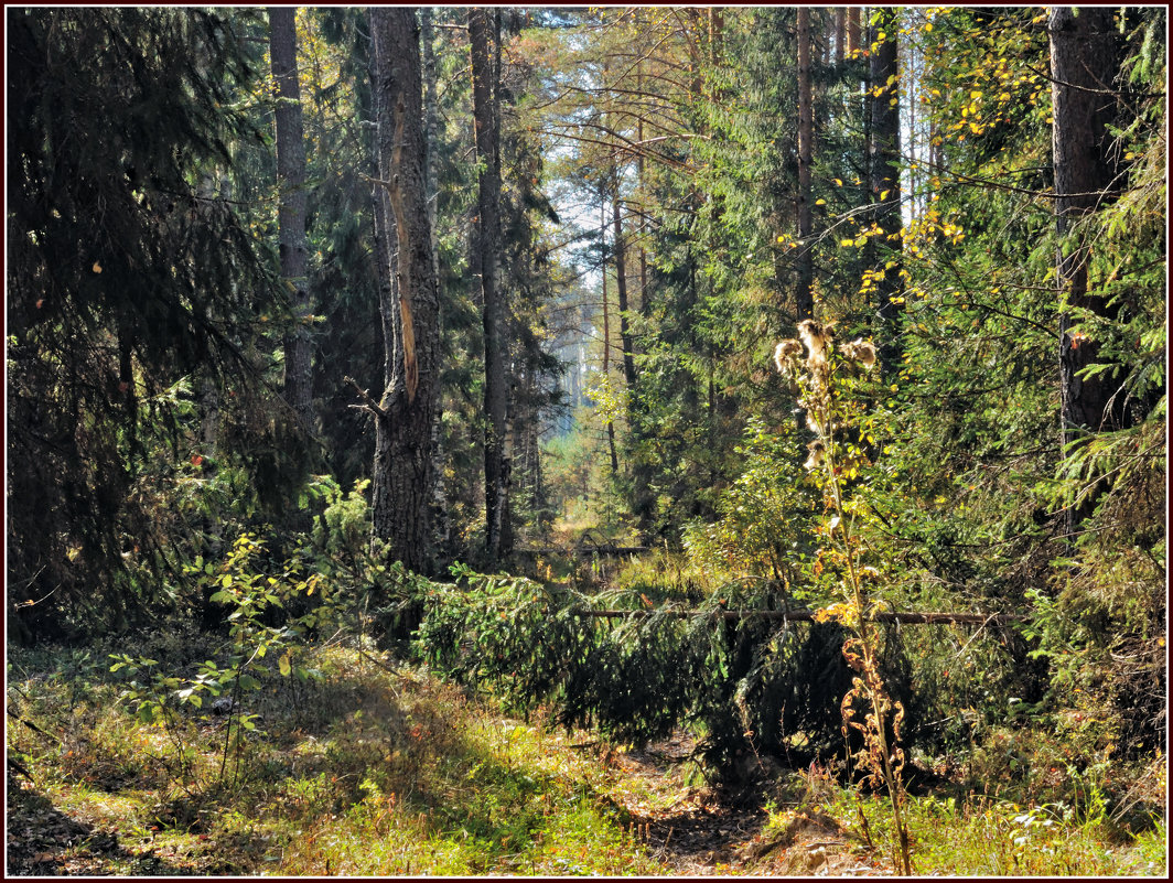 Лесными тропами - Владимир Дементьев
