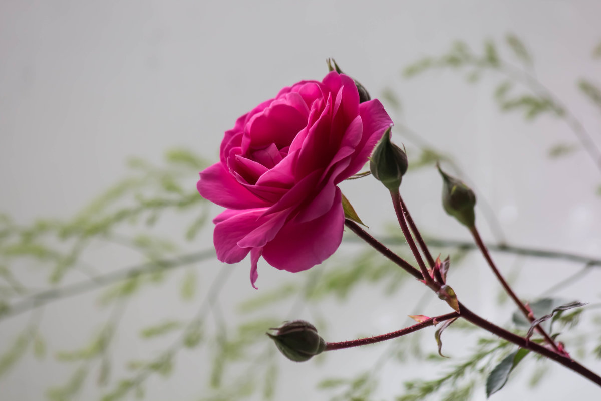 Розовая роза - Мария Зайцева