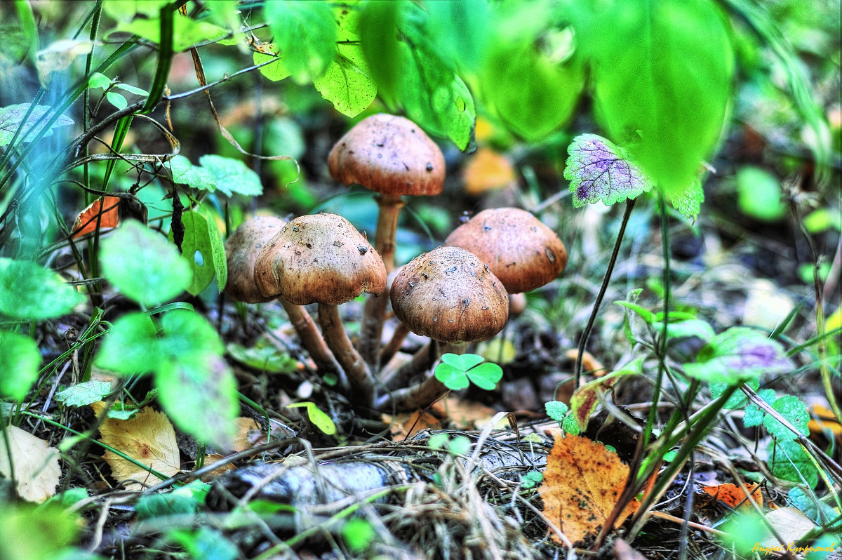 Лесные грибочки , как в сказке... - Андрей Куприянов