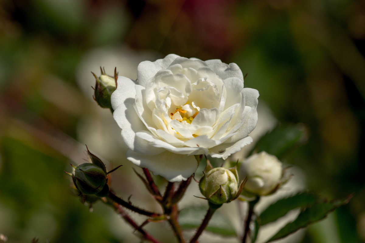 Белая роза - Елизавета Петрова