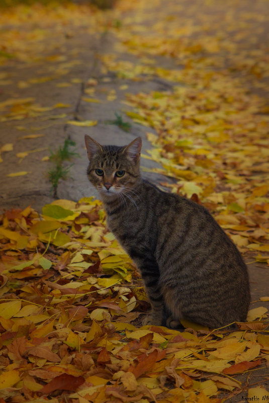 Осенний кот - Nikkkos Kas