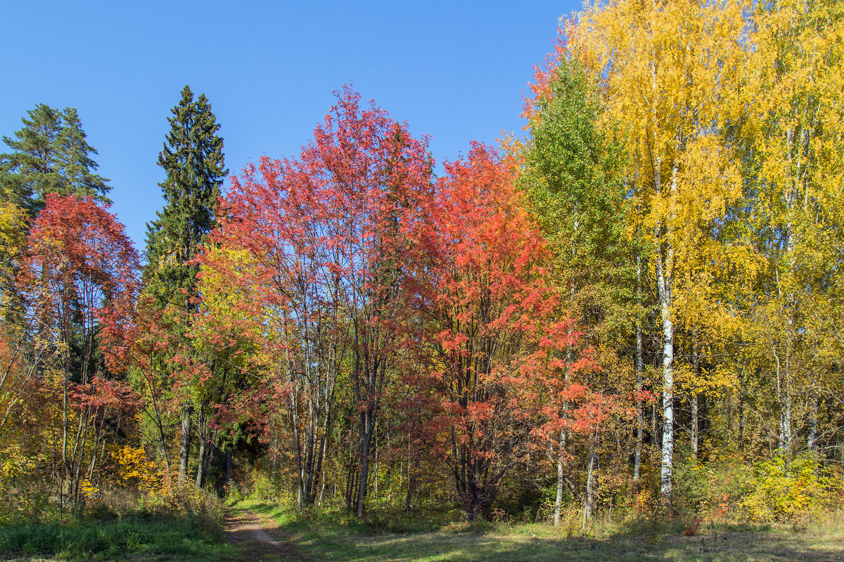 Разноцветная осень - Леонид Никитин