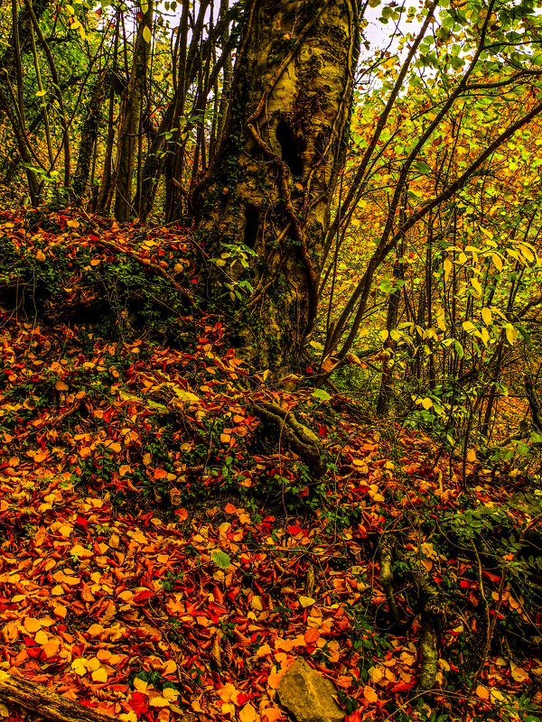 Осенний лес. - Yoris2012 Lp.,by >hbq/