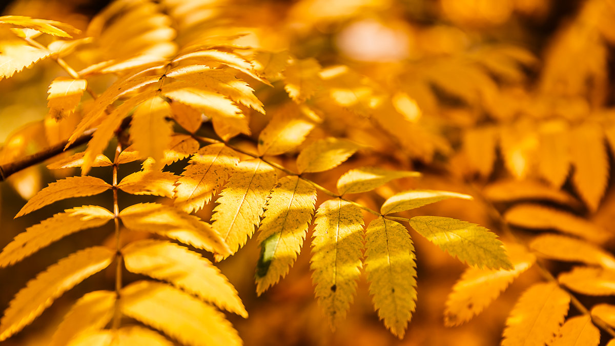 Autumn in yellow - Дмитрий Карышев
