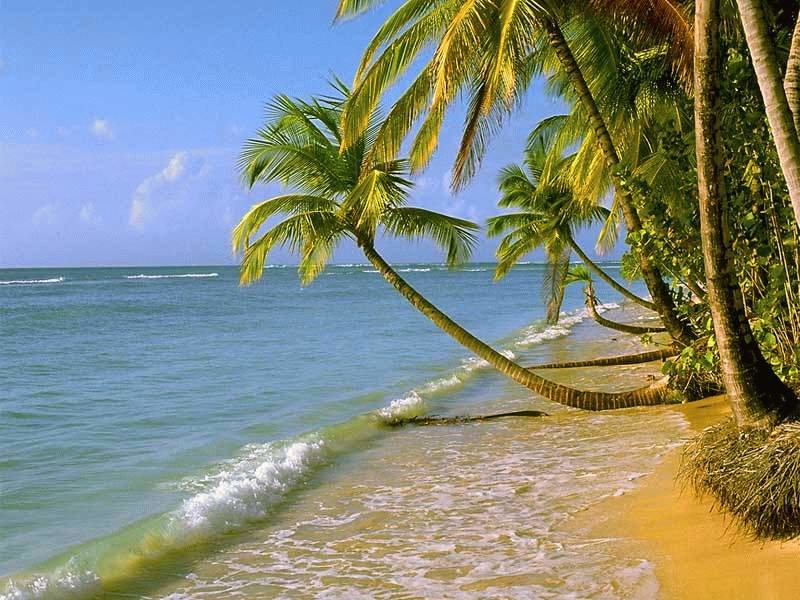 Palm beach - Alanovip S.