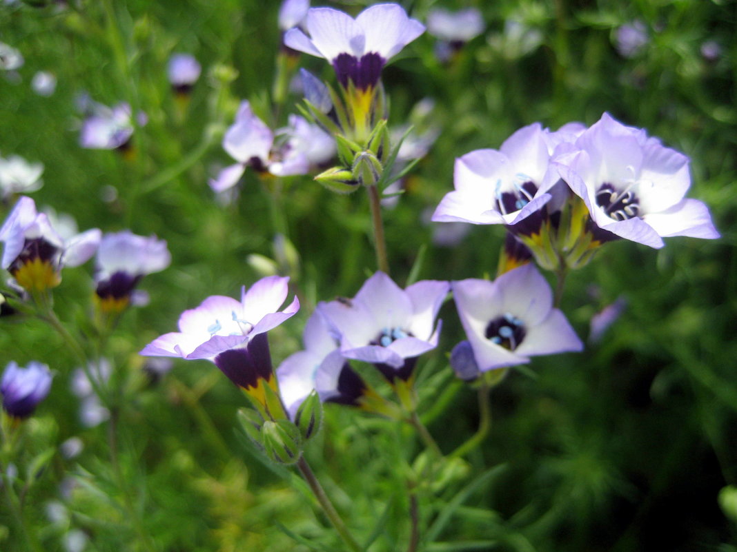 Gilia tricolor “Birds Eyes” - laana laadas