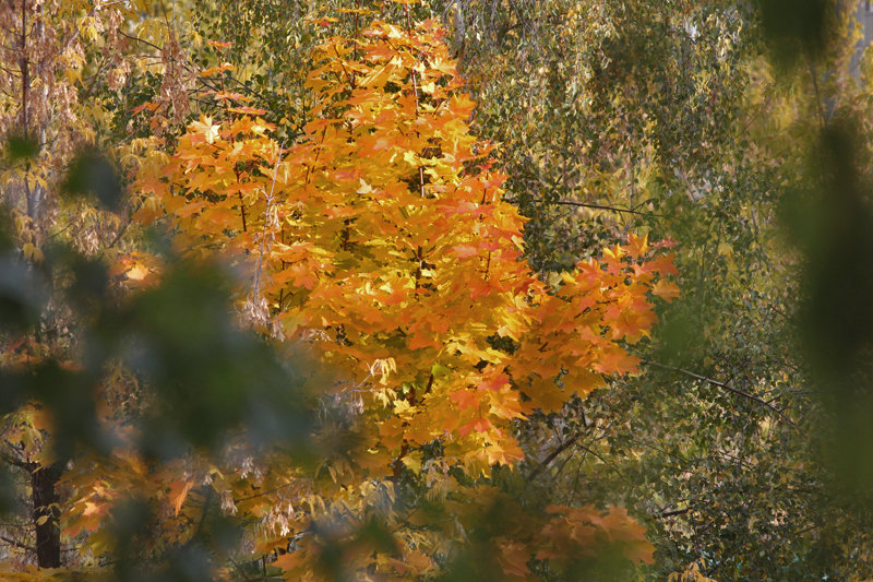 Золотая осень из окна - Nikolay Monahov
