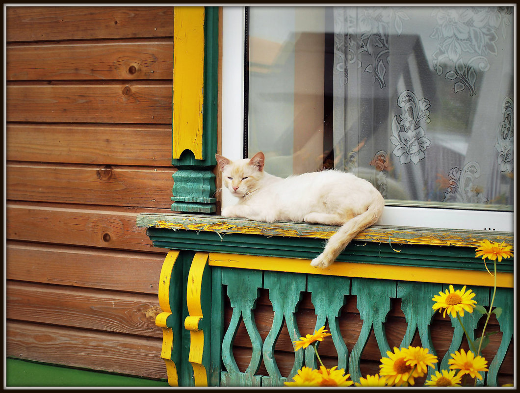 Кошка на отдыхе у своего окна - Михаил Малец
