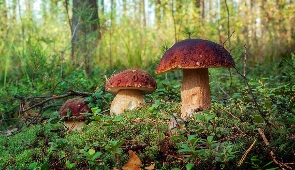 Лес грибы Россия