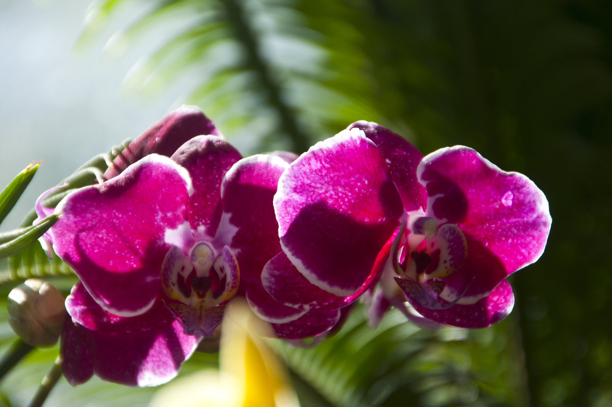 Орхидеи в Ботаническом саду "Аптекарский огород" - marmorozov Морозова