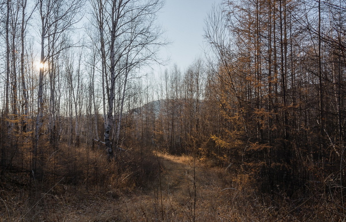 Осенний лес - Сергей Сол