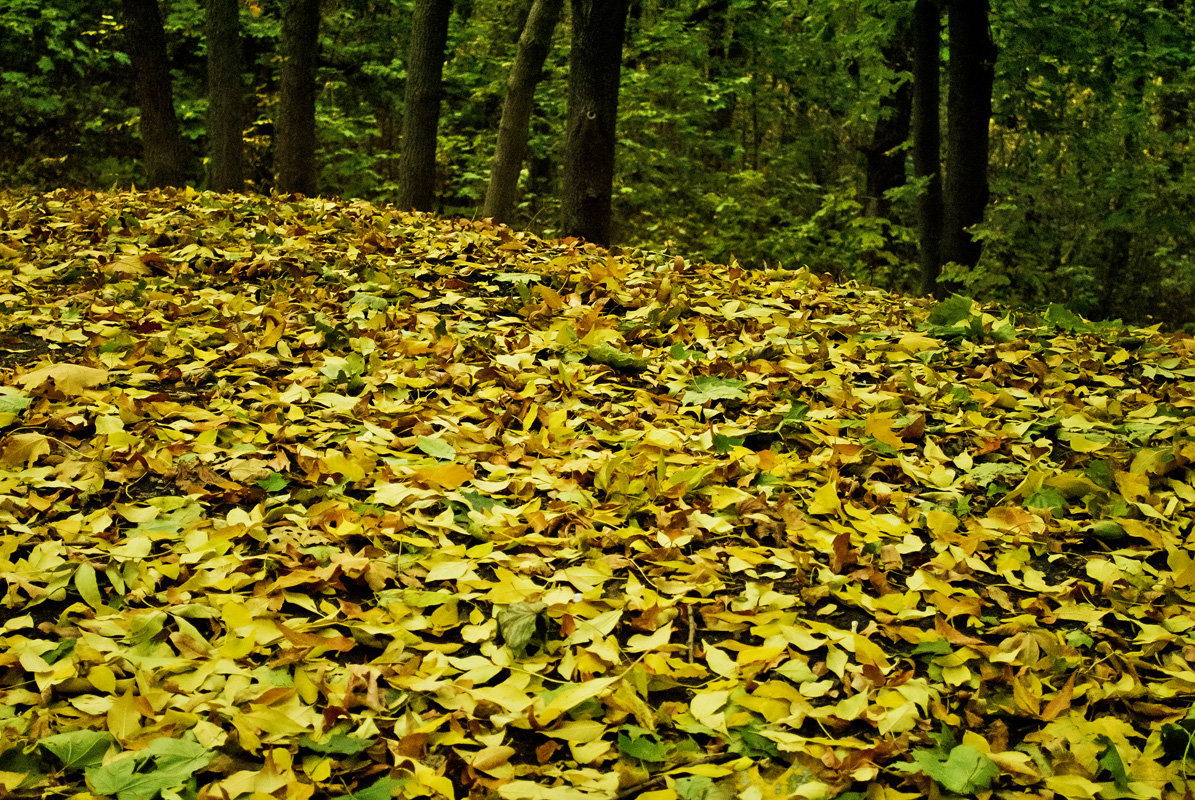 На ковре из желтых листьев... - Наталья Костенко