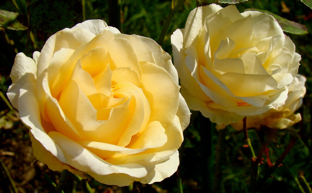 Две розы - Елена Солнечная