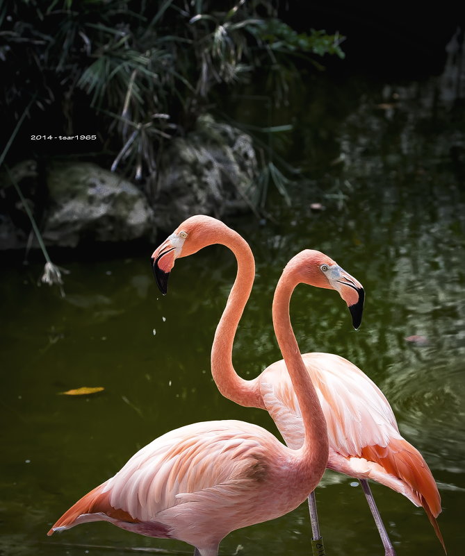 Флами́нго — род птиц, в семействе Фламинговые . - Александр Вивчарик