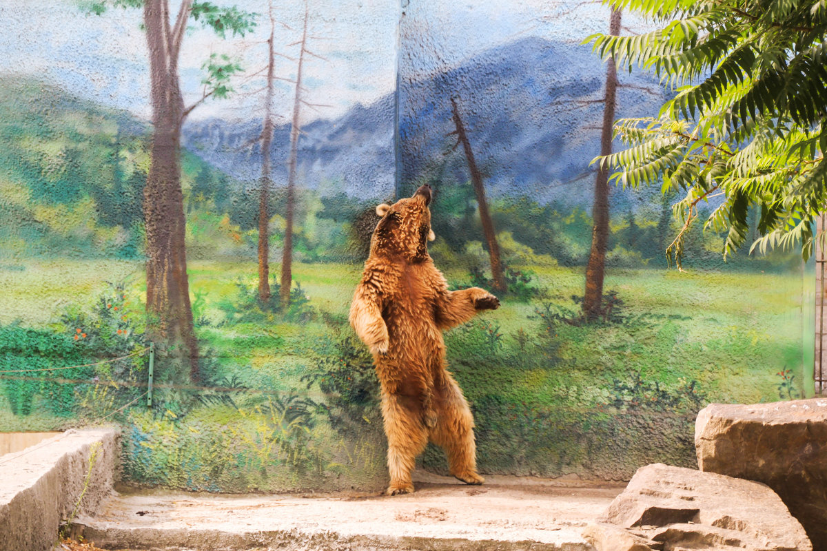 Танцующий медведь - Delete Delete