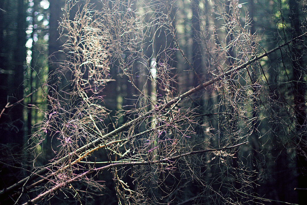 Утро в сосновом лесу - Анна Фрошгайзер
