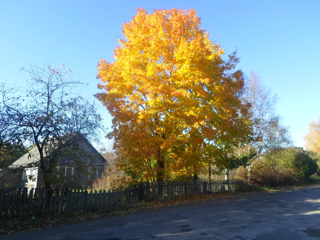Осенний листопад в деревне