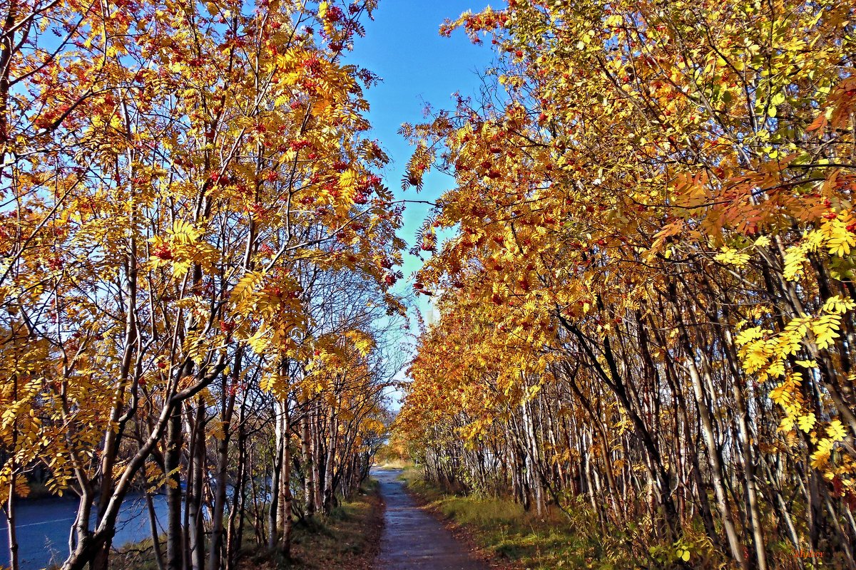 Осень в городе....рябина. - nico khaber 