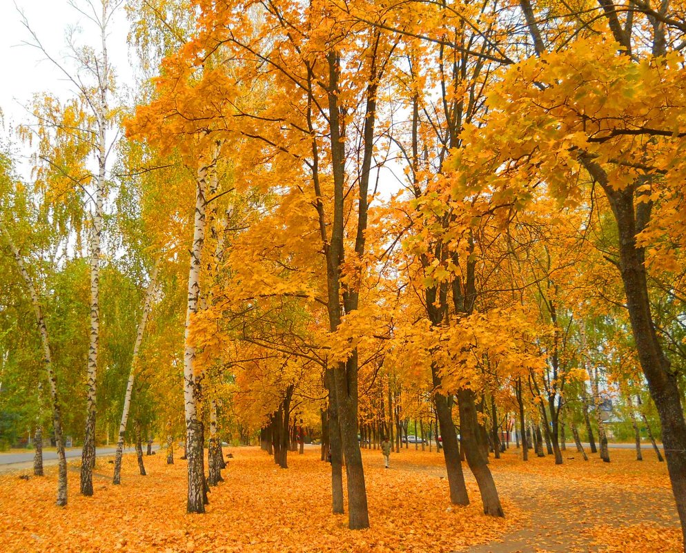 Фото Осени И Листопада