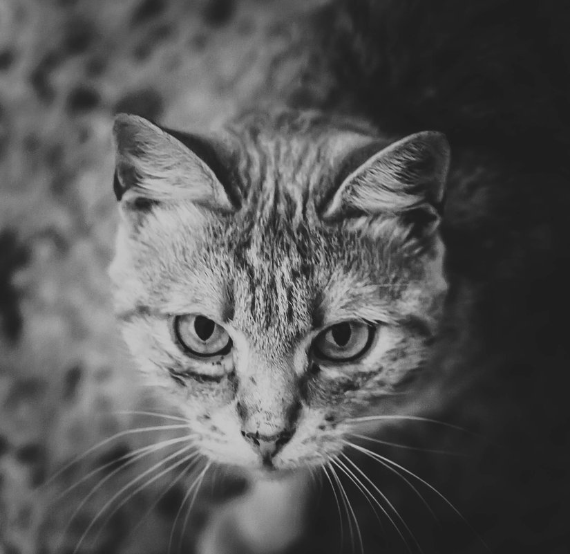 кот со взглядом леопарда - Ирина Минеева