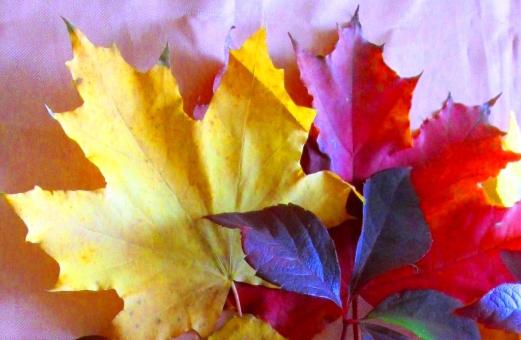 Осенние краски - Самохвалова Зинаида 