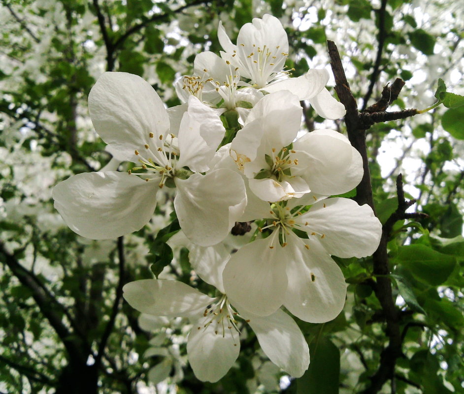 Цветы яблони - Marilu ***