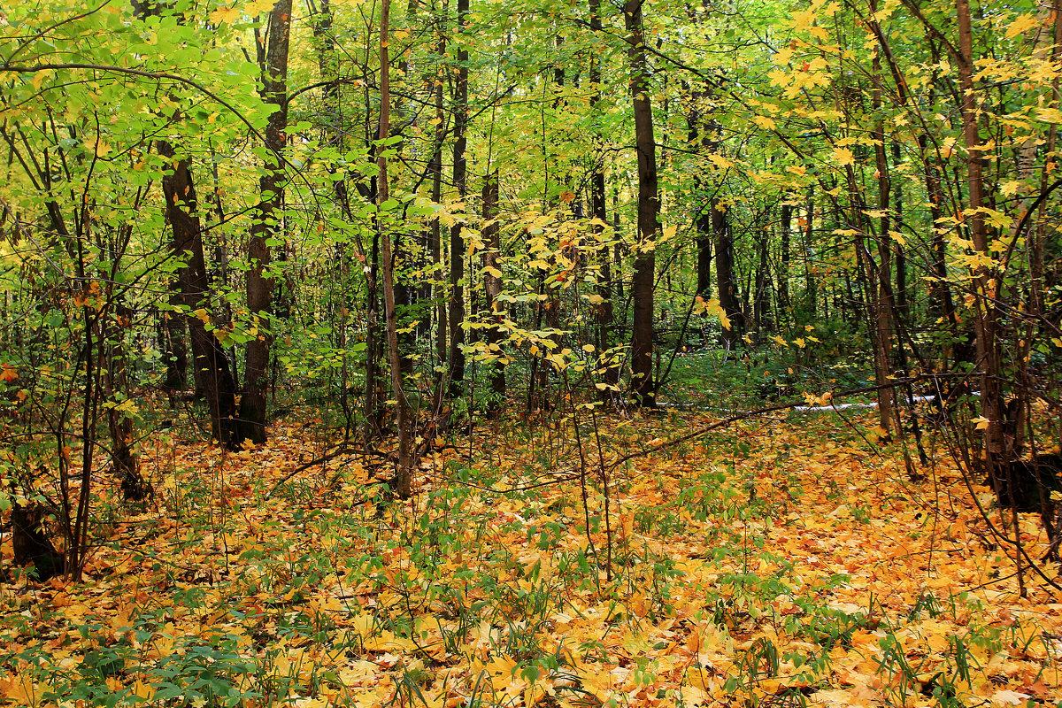 Осень в лесу - Эркин Ташматов