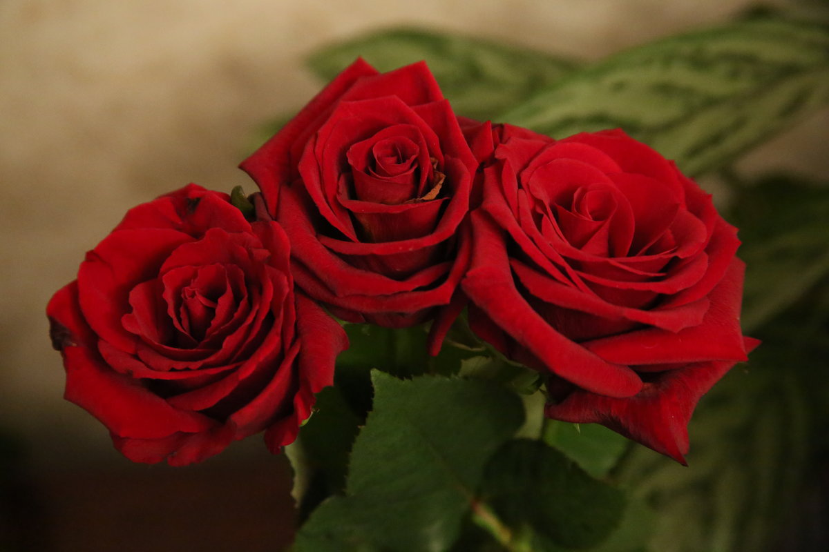 Розы для любимой - Виктор Добрянский