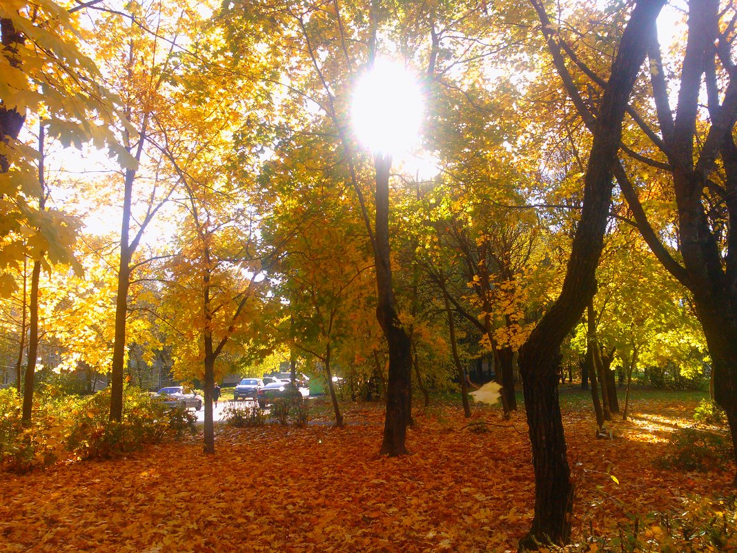 Солнце озарило листья золотые... - Ольга 