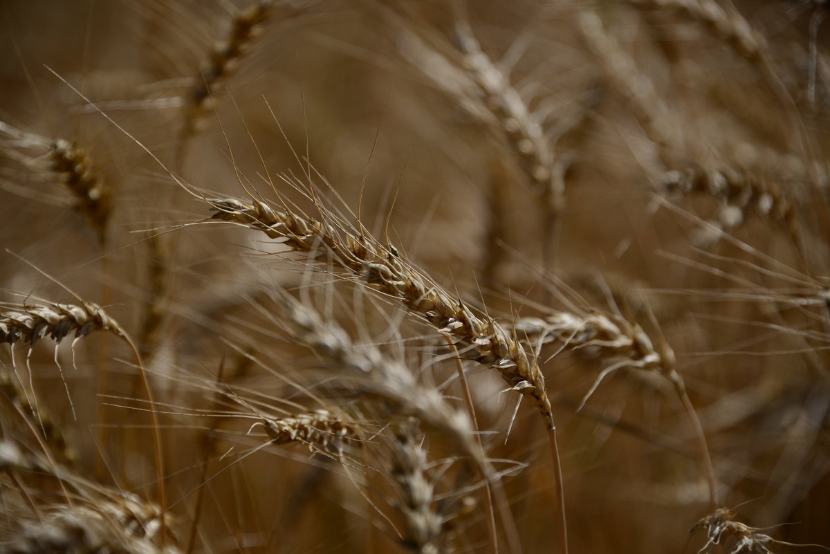пшеничка в фоне - Svetlana AS