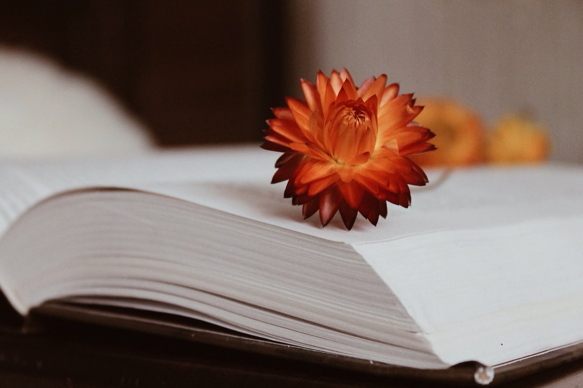 Book and flower - Алина Зангиева
