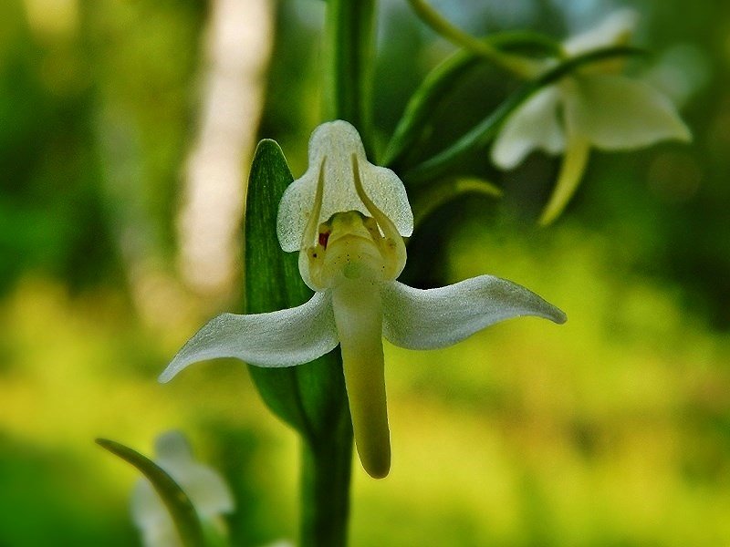 Северная орхидея - Валентина Пирогова