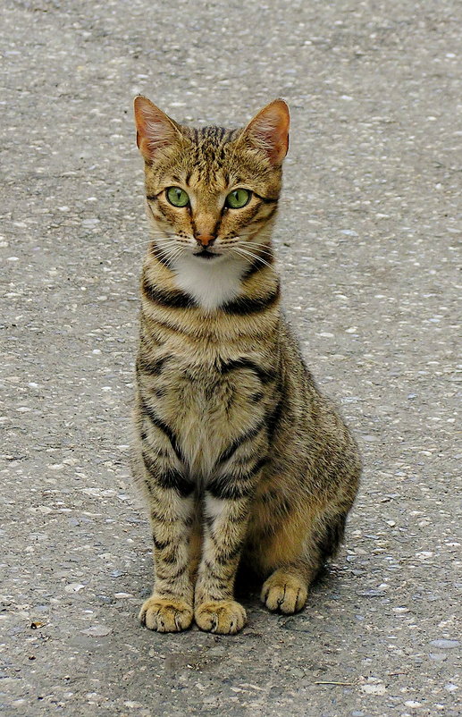 Гагры: местный кот - Светлана Юрьевна