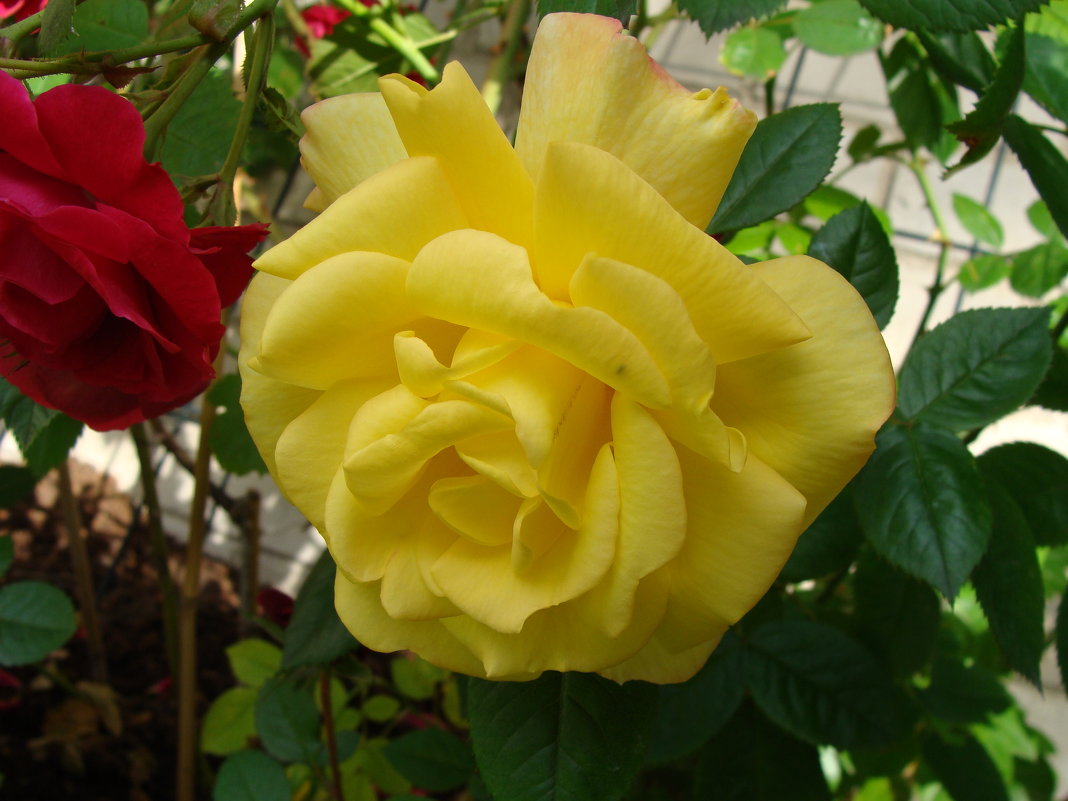 Роза - laana laadas
