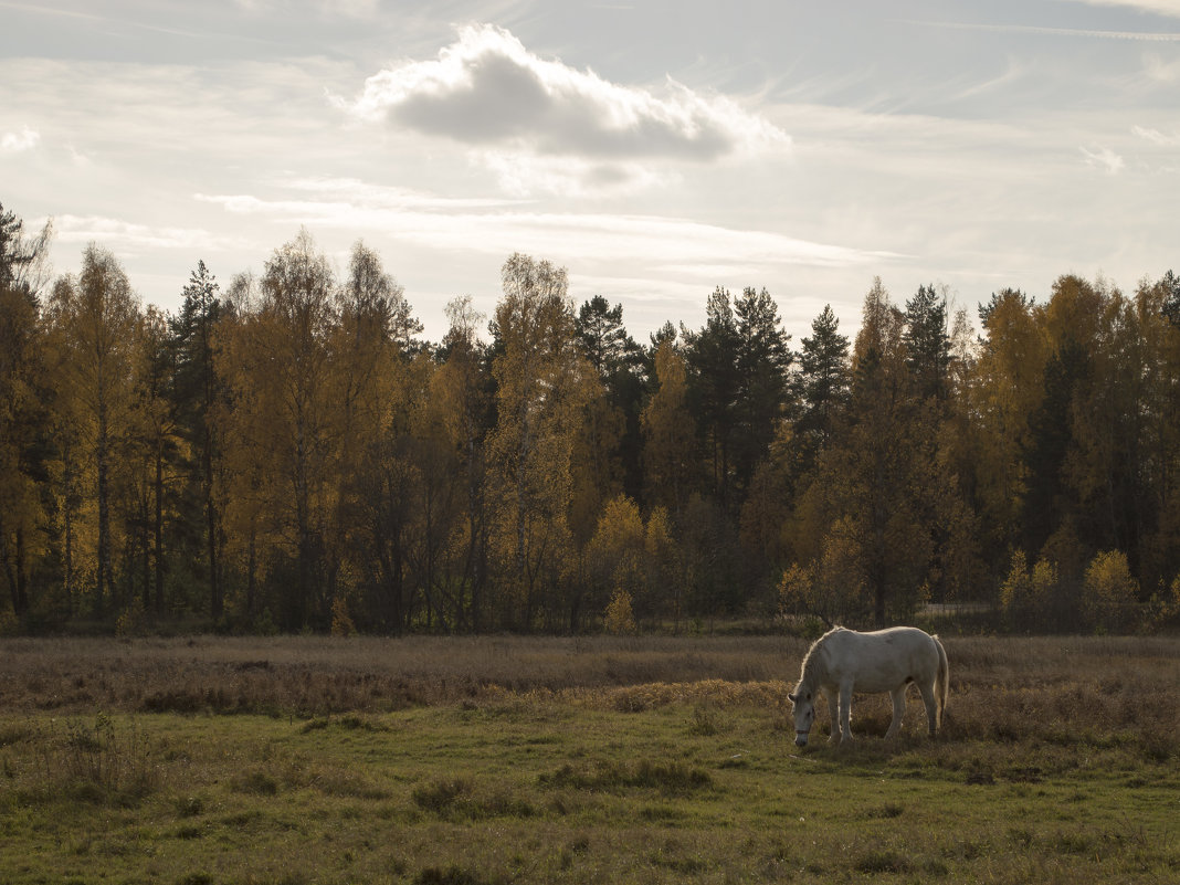 белая лошадь - Юлия Федорова