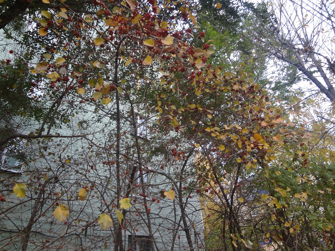 Утренние краски Осени - Анастасия Вышемирская
