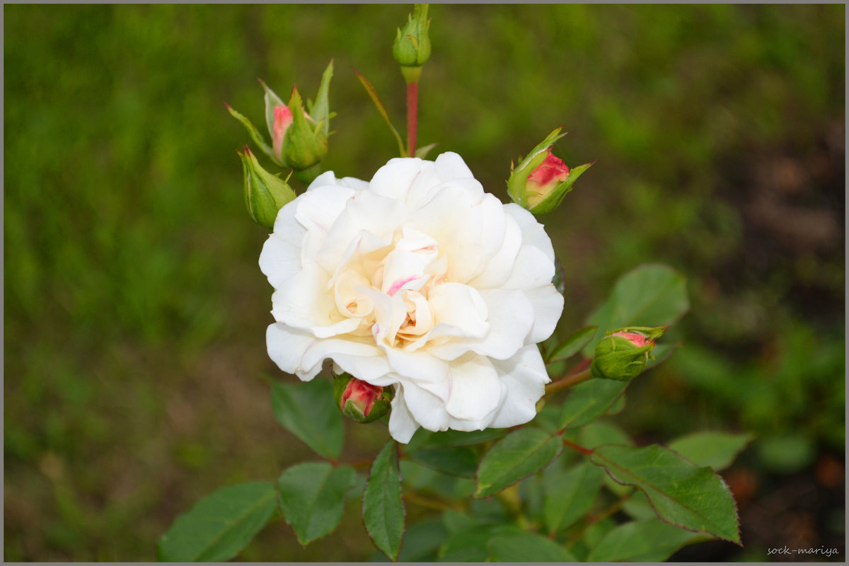 Белые розы - Мария Соколова