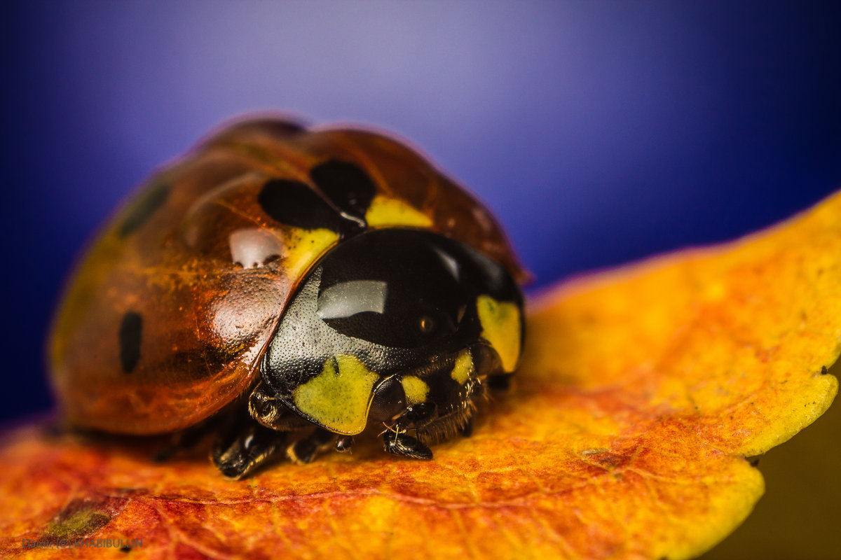 ladybug - Damir (@) KHABIBULLIN