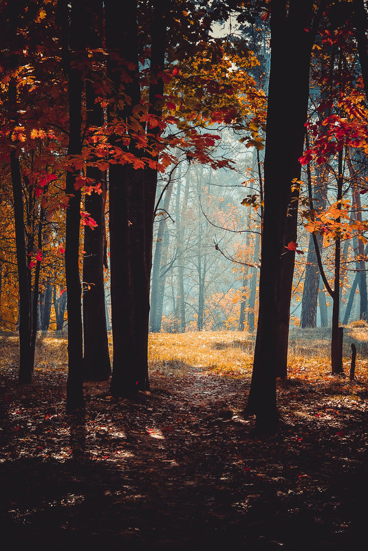 Осенний лес - Виктория 