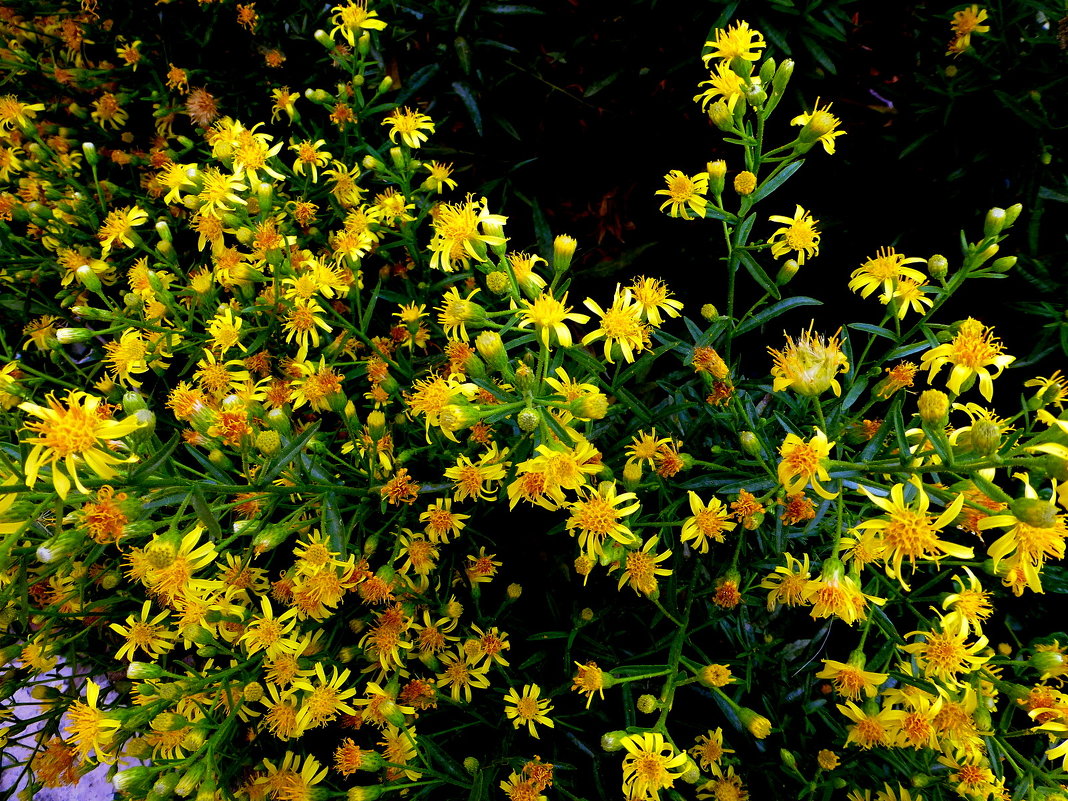 Весёлый кустик с жёлтыми цветками - Марк 