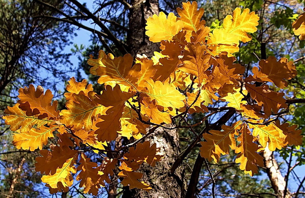 Осеннею мозаикой листвы... - Лесо-Вед (Баранов)
