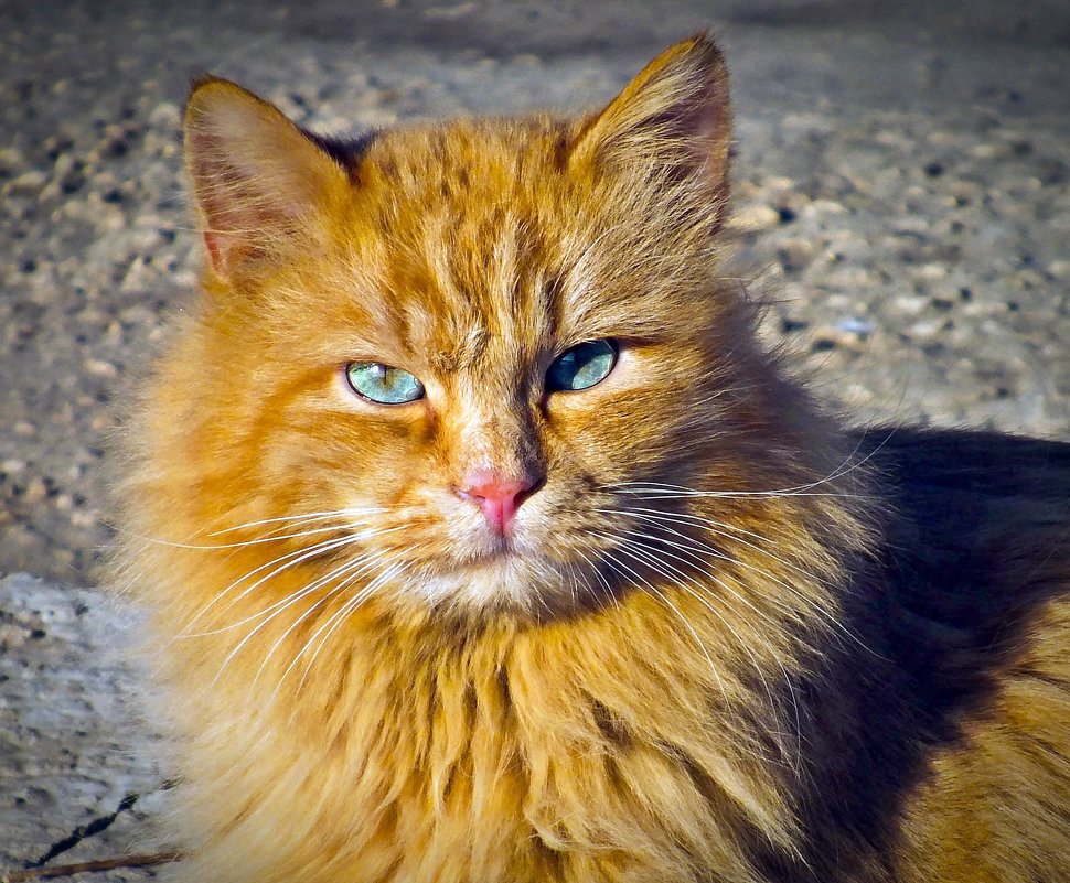 Рыжий кот - Владимир Нефедов