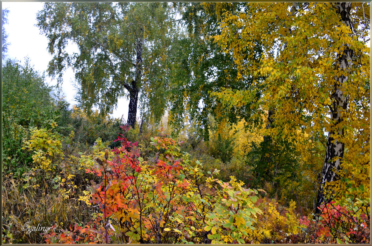 Осень по склону горы, катится листьями вниз. - galina tihonova