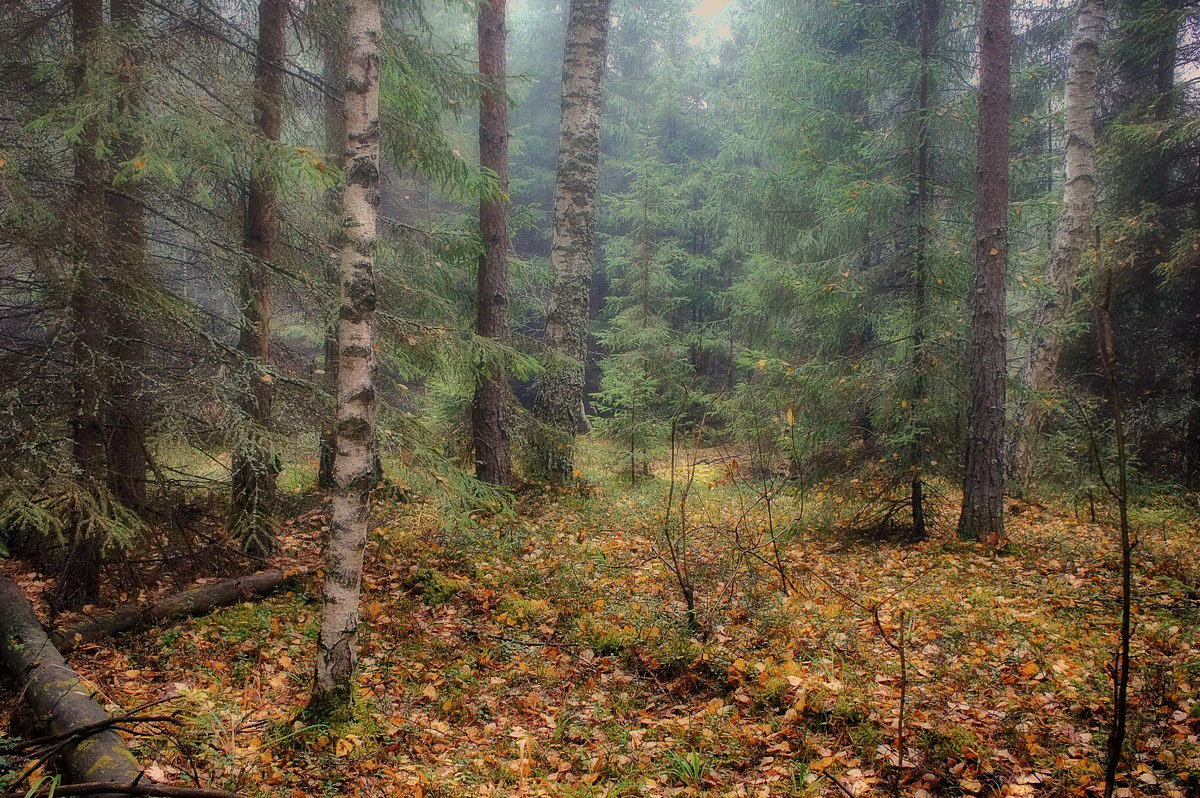 Туманный лес 6 - марк 