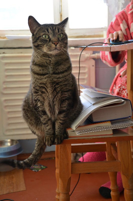 Кот ученый - Mila 